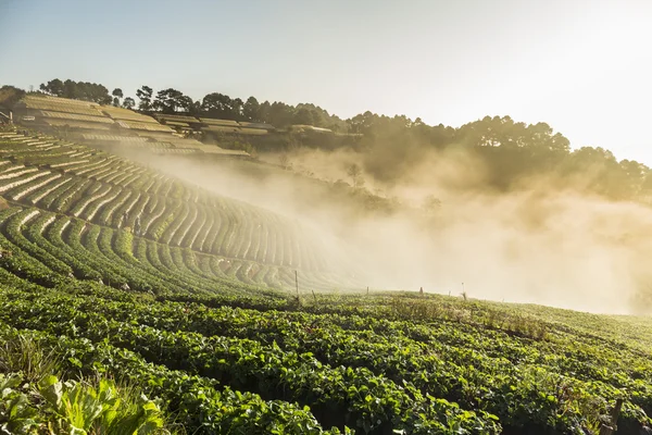 Doi angkhang strawberry fält med dimma på morgonen vintersäsongen. — Stockfoto