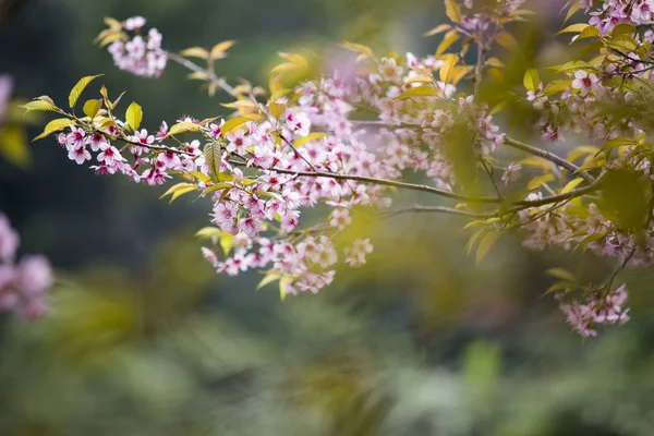 Sakura rosa Blütenblumen mit verschwommenem Hintergrund. Stockbild