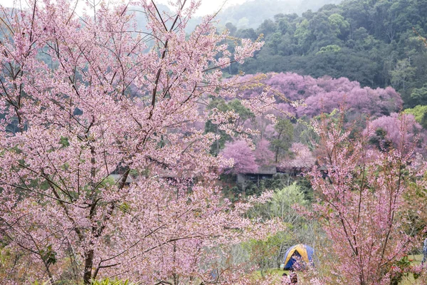 사쿠라 핑크 꽃 캠핑 텐트. 스톡 사진