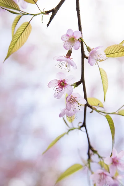 Sakura rosa Blütenblumen mit verschwommenem Hintergrund. Stockbild