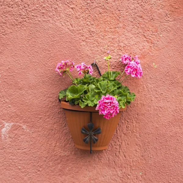 Pot de fleurs coloré sur le mur — Photo