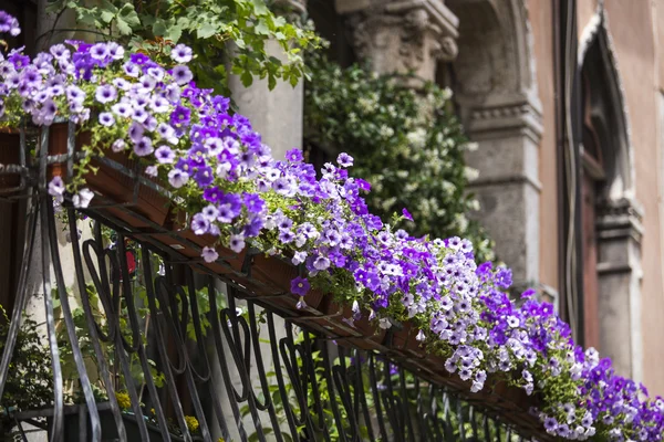 Panela floral violeta na varanda Veneza. Itália — Fotografia de Stock