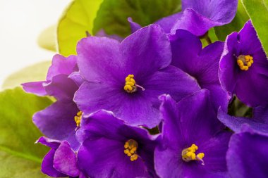 Afrika menekşelerinin yemyeşil çiçekleri. Çiçek açan Saintpaulia mor çiçekleri, yeşil yapraklara karşı kabuklu ve erkek organları. Makrofotoğrafçılık. Güzel bir ev bitkisi. Ön görünüm.