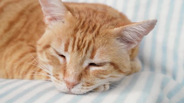 小猫咪面对着特写 这只胖胖的生姜猫的画像在白天睡着了 成年家养动物闭上眼睛 在柔软的条纹毛毯上平静地打盹 室内宠物生活 — 图库视频影像