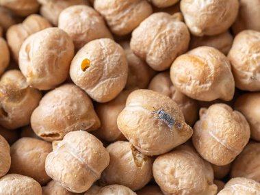 Kuru nohutlu buğday buğday buğday. Çiğ nohut çekirdeği buğday bitleri Sitophilus Granarius tarafından istila edildi. Tahıl ezmesinden etkilenen baklagil depolanmış. Bozuk yemek böceği. Tarım. Yakın plan..