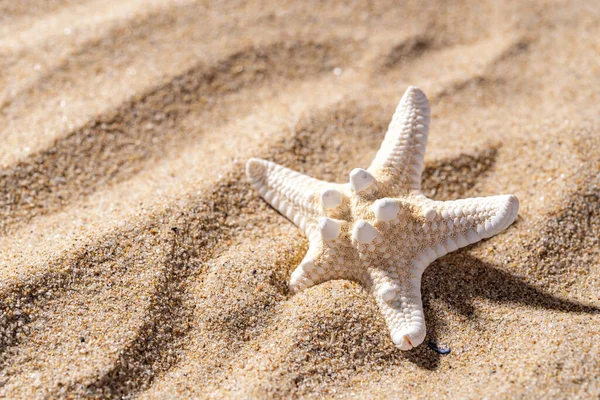 Knobby Estrela Mar Uma Areia Mar Dia Ensolarado Espaço Cópia — Fotografia de Stock