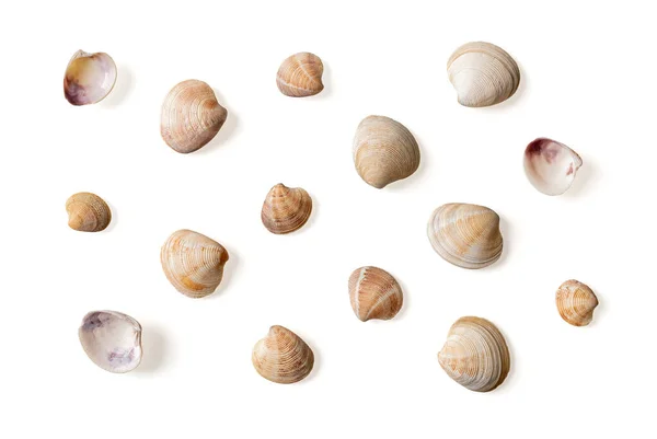 Set Venus Clam Empty Shells Isolated White Background Variety Veneridae — Fotografia de Stock