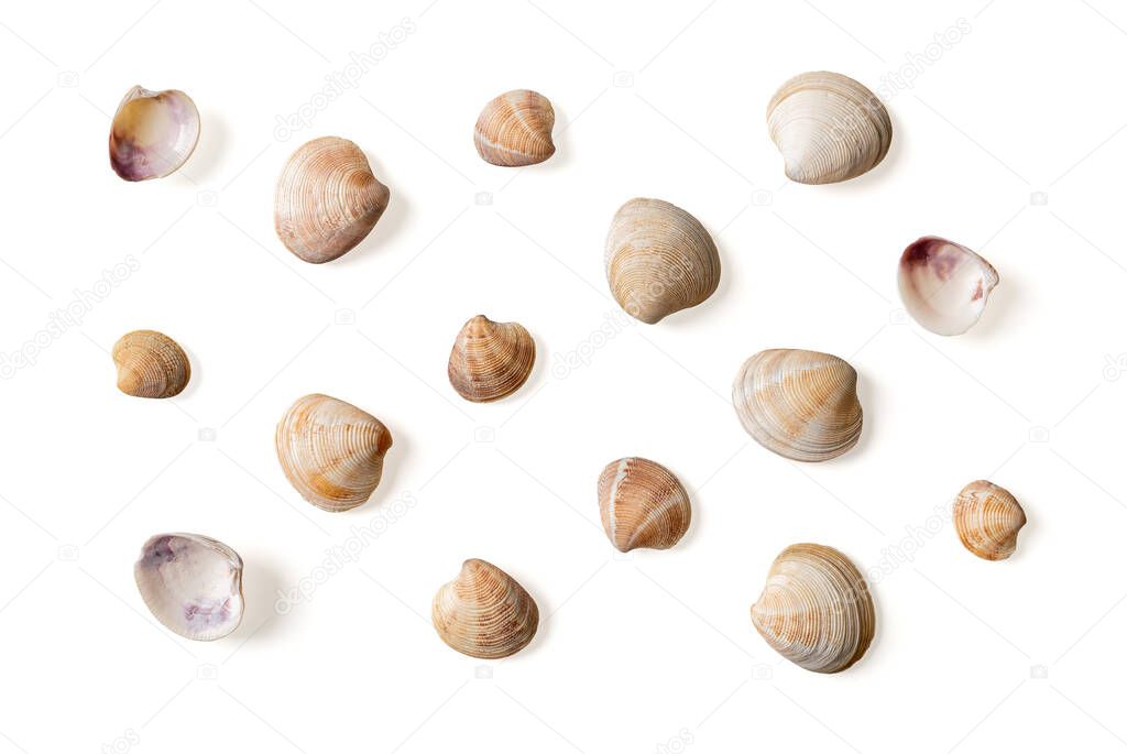 Set of Venus clam empty shells isolated on a white background. Variety of Veneridae bivalve multicolored shells cutout macro. Design element for sea shellfish, saltwater clams, seafood concept. Top view.