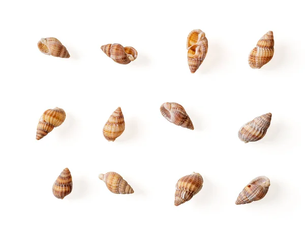 Set Netted Dog Whelk Empty Shells Isolated White Background Small — 스톡 사진