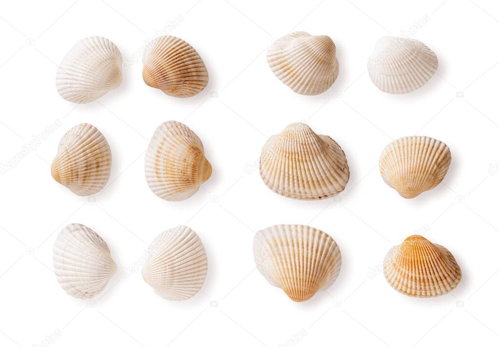 Set of common cockle shells isolated on a white background. Empty shells of Black sea Cerastoderma edule cutout. Marine bivalve mollusc multicolored shells macro. Saltwater shellfish, clams. Top view.