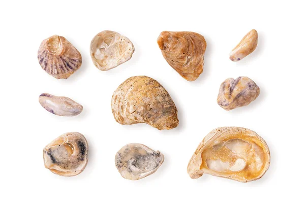 Set Wethered Sea Shell Fragments Isolated White Background Broken Oyster — Fotografia de Stock