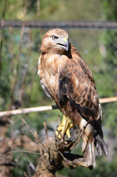 El águila es un pájaro sentado en una rama Fotos de stock libres de derechos