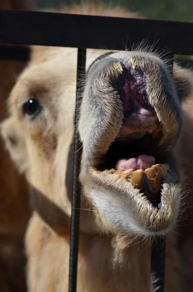 Camel puso su cara entre los barrotes y gritó Imagen de archivo