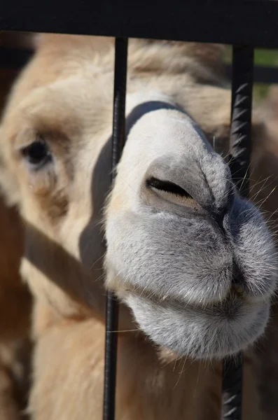 Camel puso su cara entre los barrotes Imágenes de stock libres de derechos