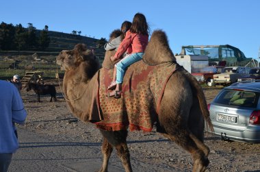 Git çocukları bir deve üzerinde