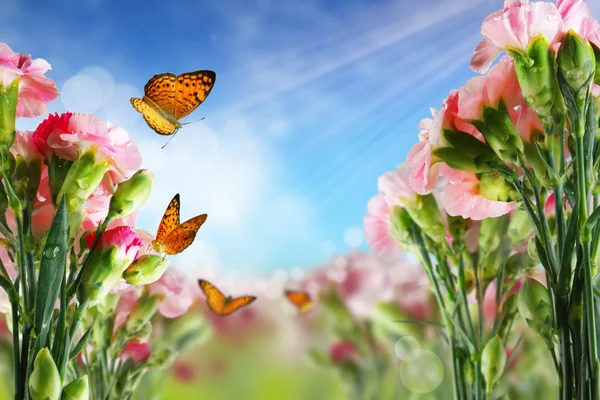 Bellissimi fiori di garofano e farfalle — Foto Stock