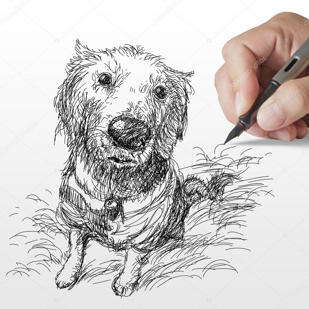 hand drawn Golden retriever dog