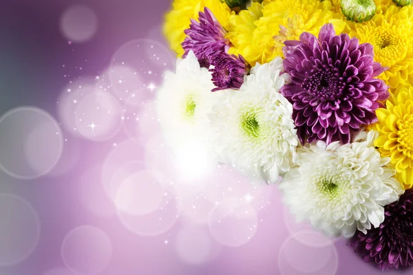 Dahlia Autumn flower design.With copy-space — Stock Image Dahlia Autumn flower design.With copy-space Royalty Free Stock Photos