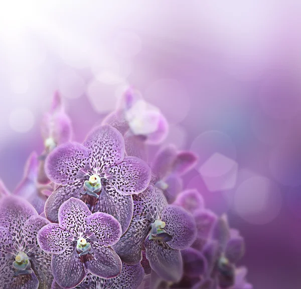 Violet orchids — Stock Photo, Image