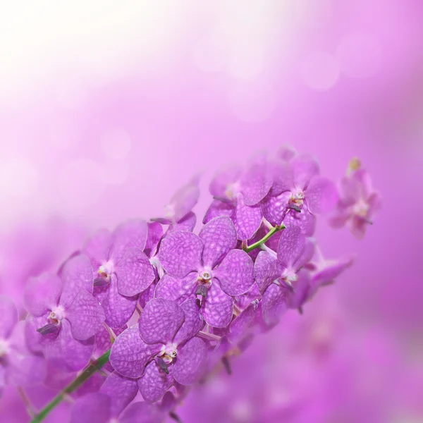 보라색 난초 — 스톡 사진