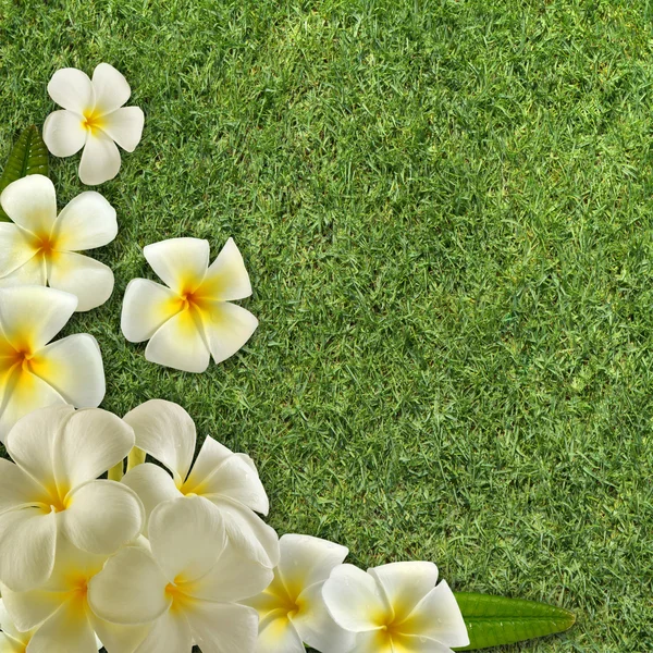 Frangipani yeşil çimenlerin üzerinde — Stok fotoğraf