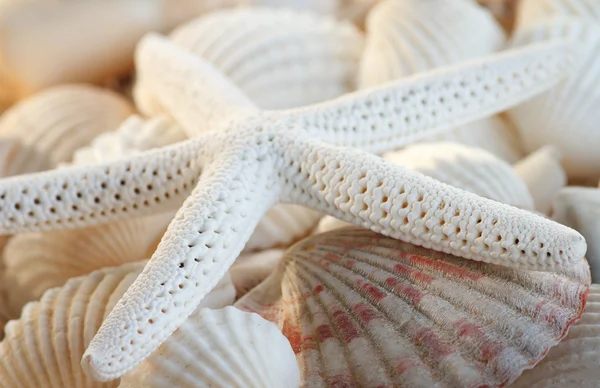 White finger starfish and seashells — Stock Photo, Image