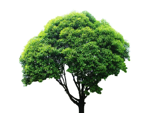 Tree isolated — Stock Photo, Image