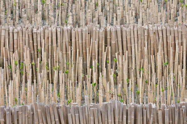 Bambus w gospodarstwie — Zdjęcie stockowe