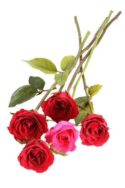 Many red roses — Stock Photo, Image