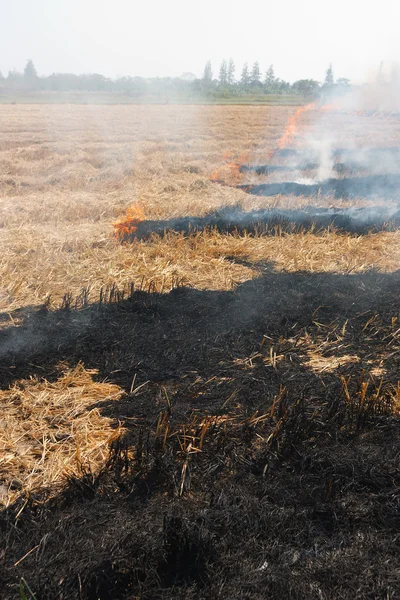 The dry grass in the field burns inflated — Stock Photo, Image