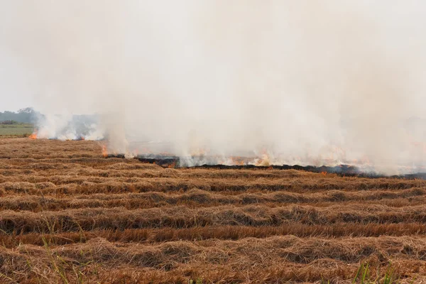 В поле горит сухая трава. — стоковое фото
