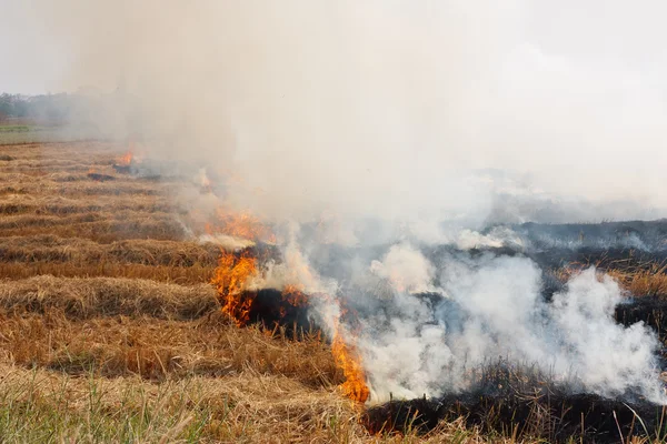 Das trockene Gras auf dem Feld brennt aufgeblasen — Stockfoto
