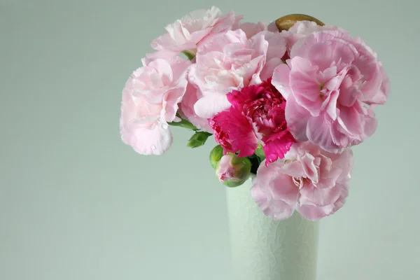 Sláma květina nebo věčné — Stock fotografie