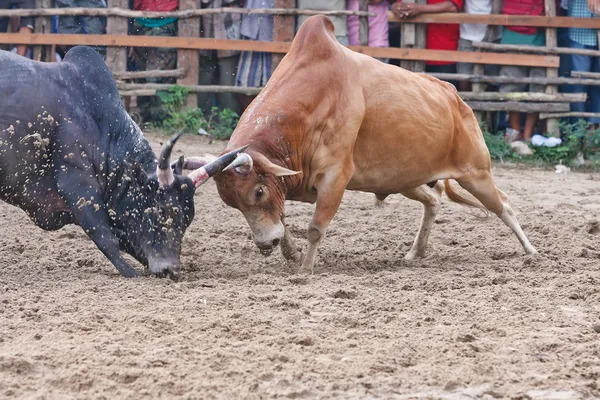 Bull fight — Stock Photo, Image