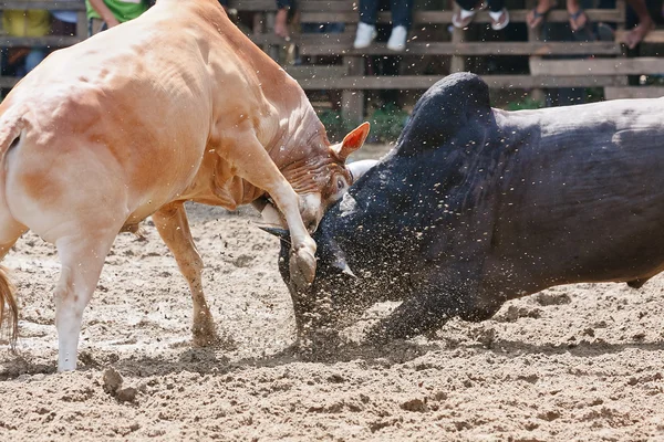 Pelea de toros —  Fotos de Stock