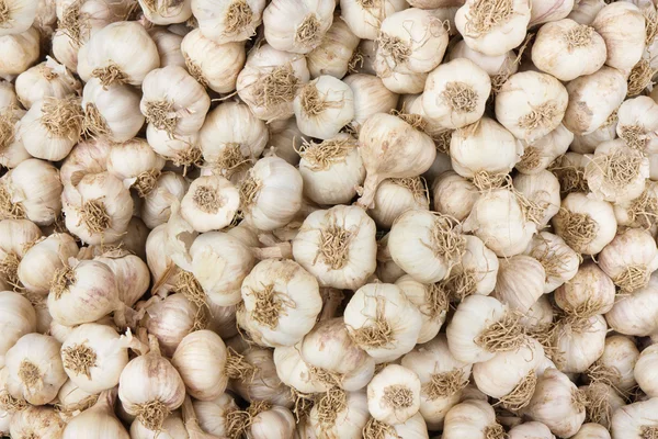 close up of garlic