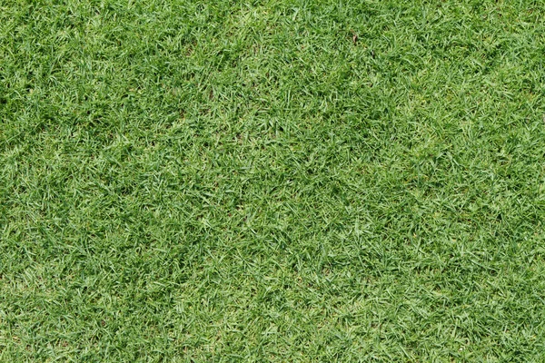Golf piłka na zielony — Zdjęcie stockowe
