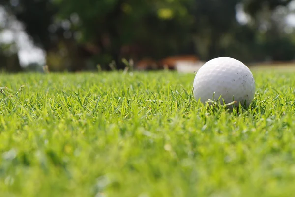 Bola de golfe em verde — Fotografia de Stock