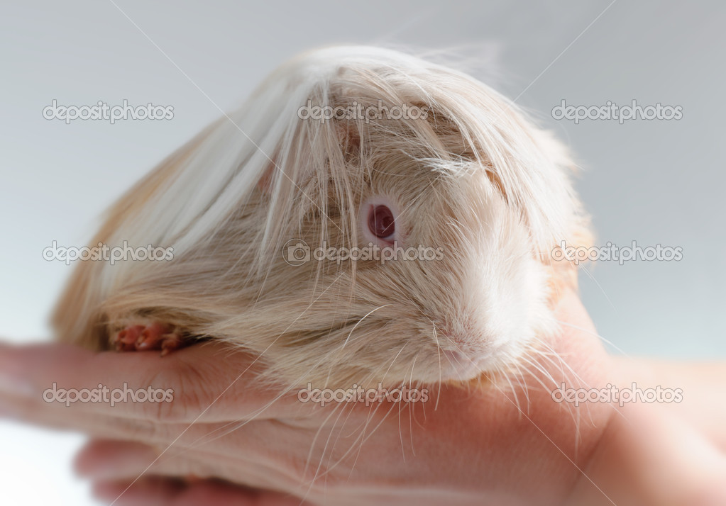 Long Haired Guinea Pig Stock Photo Image By C Buchachon Photo 13149404