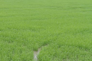 pirinç tarlası fotoğraf