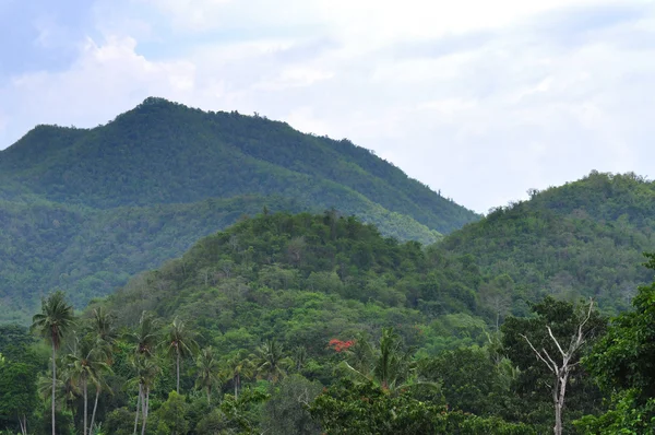 Montañas con paisaje de bosque verde. — Foto de Stock