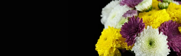 Marguerites au chrysanthème — Photo