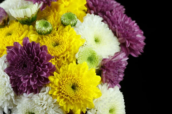 Chrysanthemum daisies — Stock Photo, Image