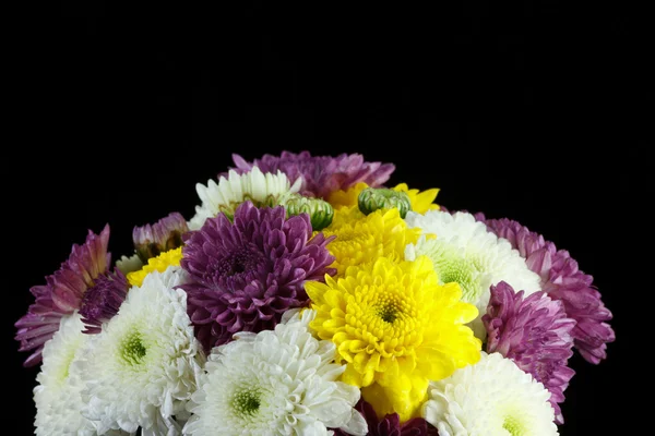 Chrysant madeliefjes — Stockfoto