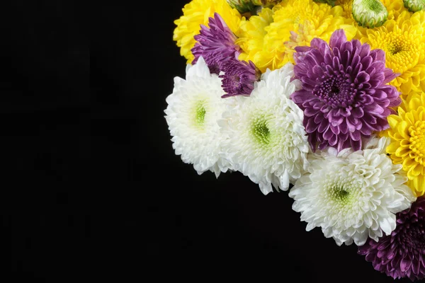 Marguerites au chrysanthème — Photo