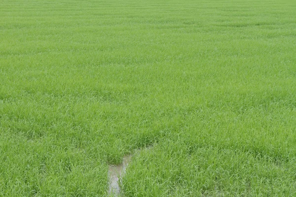 Ett foto av ris gård — Stockfoto