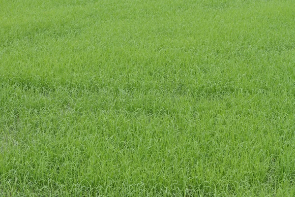 Ett foto av ris gård — Stockfoto