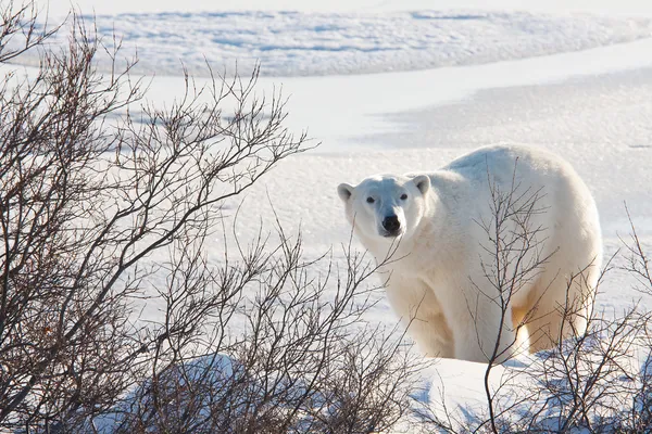 Oso polar — Foto de Stock