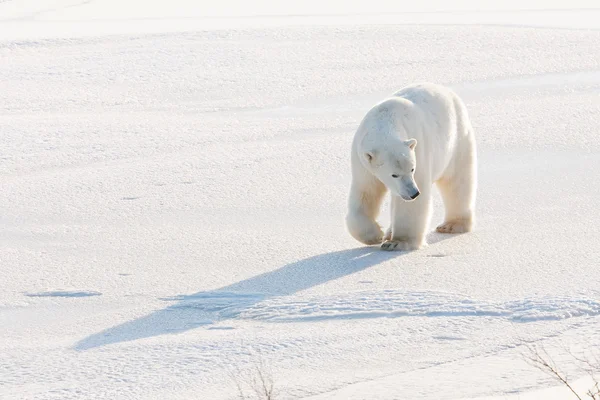 Oso polar — Foto de Stock