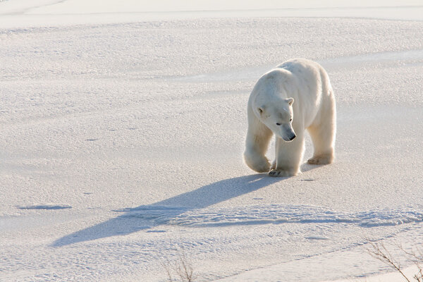 Polar bear